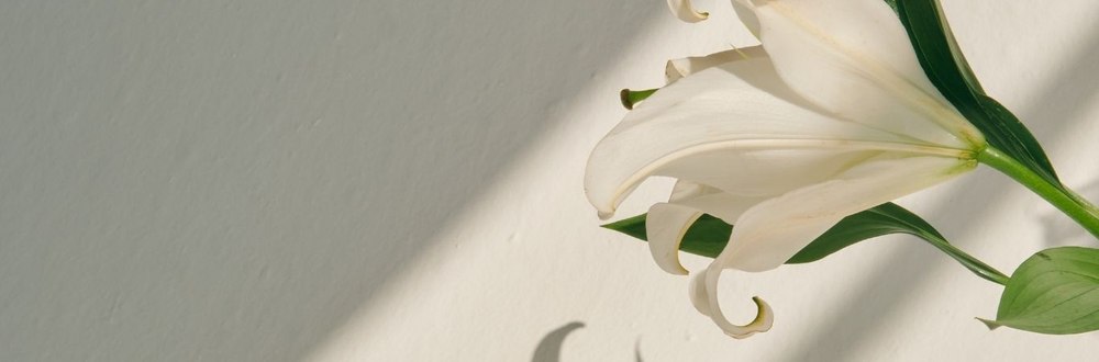 Fiore di giglio bianco, simbolo di calma e serenità